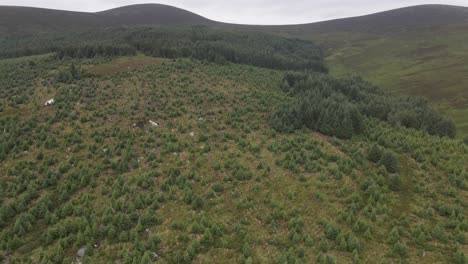 Drone-shot-of-deforestation-in-Ireland