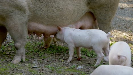Cerdo-Adulto-Alimentando-Lechones,-Bebiendo-De-La-Ubre-Y-Caricias,-Cerrar-Prores