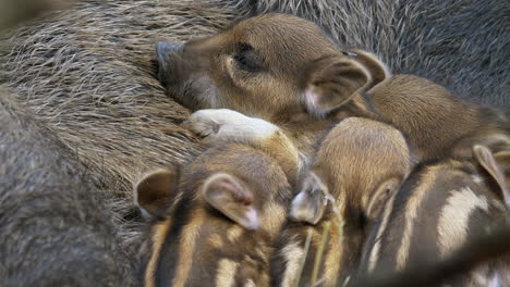Nahaufnahme-Einer-Süßen-Wildschweinfamilie,-Die-Zusammen-Mit-Der-Mutter-Kuschelt