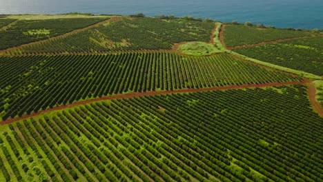 Establishing-shot-of-green-coffee-cultivation-next-to-blue-ocean