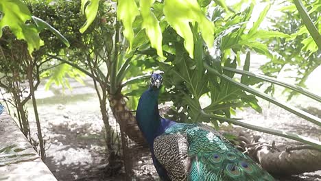 video-shot-of-an-amazing-peacock-and-its-large-blue-color,-one-of-the-largest-birds-in-the-world