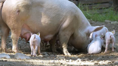 Slow-motion-shot-of-adult-Pink-Pig-cuddling-with-baby-piglets-in-wilderness,close-up