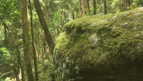 4K-Pan-shot-from-behind-a-large-boulder-in-a-tropical-mountain-rainforest,-Mount-Cordeaux,-Main-Range-National-Park-Qld