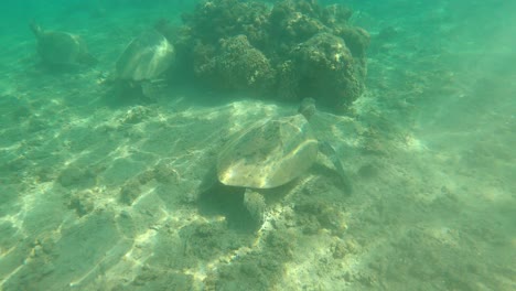 Erwachsene-Meeresschildkröte,-Die-Unter-Wasser-In-Hawaii-Schwimmt