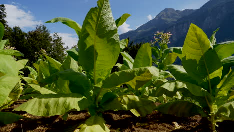 Close-up-shot-showing-green-tobacco-plant-plantation-with-massive-swiss-mountains-in-background-during-sunny-day---panning-shot