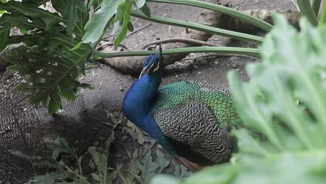 Close-up-UHD-video-shot-of-an-amazing-peacock-and-its-large-blue-color,-one-of-the-largest-birds-in-the-world