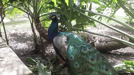 Peacock,-or-Indian-peacock