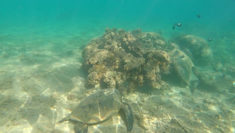 Two-green-sea-turtles-or-Chelonia-Mydas-resting-in-Hawaiian-coral-reef-environment