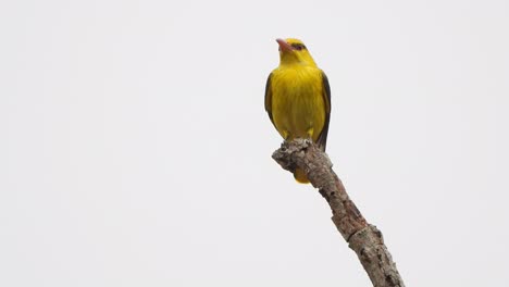 Yellow-mynah-in-tree-and-finding-and-waiting-for-food-