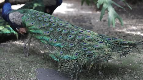 Peacock,-or-Indian-peacock-