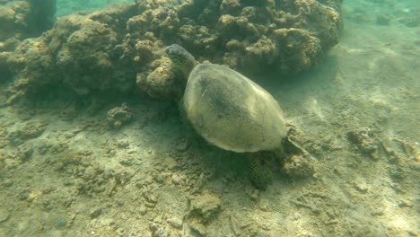 Single-specimen-of-green-sea-turtle-resting-over-a-coral-in-tropical-sea-waters