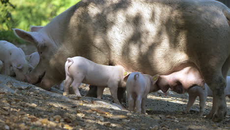 Close-up-shot-of-cut-Pig-Family-resting-on-countryside-with-piglets-drinking-from-udder
