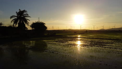 Massive-windmill-farm-in-middle-of-tropical-rice-fields-during-sunset,-aerial-shot