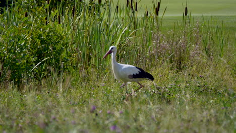Wildlife-observation-in-nature-showing-wild-Stork-walking-through-hugh-grass-plants
