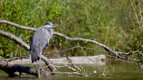 Portrait-shot-of-Wild-Grey-Heron-Bird-perched-on-branch-of-tree-at-lake-during-sunny-day,close-up