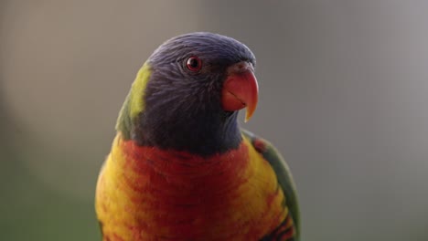 Colorful-Rainbow-Lorikeet-Parrot-relaxing-in-beautiful-sunlight-during-sunset,-frontal-shot