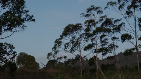 Zeitraffer-Mit-Vollmond-Bei-Sonnenaufgang-Inmitten-Eines-Kolumbianischen-Feldes-Mit-Eukalyptusbäumen
