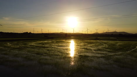 Stromleitungskabel-Einer-Massiven-Windmühlenfarm-In-Der-Ferne-über-Reisfeldern-Während-Des-Sonnenuntergangs,-Luftfliegen-Rückwärts-Geschossen
