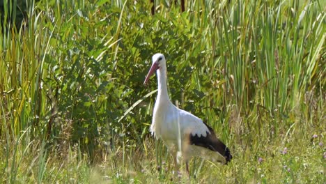 Close-up-shot-of-wild-Stork-between-high-grass-at-hunt-during-sunny-day---Tracking-shot