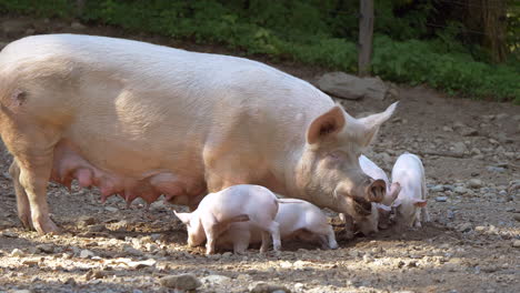 Close-up-slow-motion-shot-of-adorable-pig-family-grazing-on-farm-and-eating-outdoors