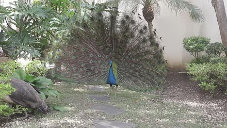 Peacock-shakes-its-beautiful-plumage,-natural-courtship-ritual-in-front-of-female-peacock