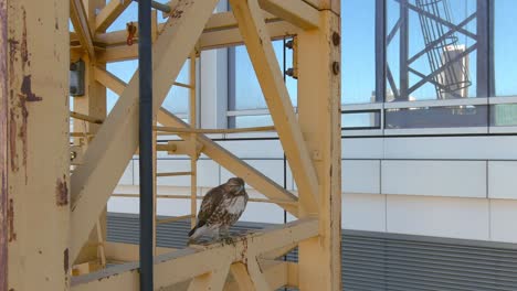 Coopers-Hawk-perched-on-construction-crane-in-Downtown-Los-Angeles