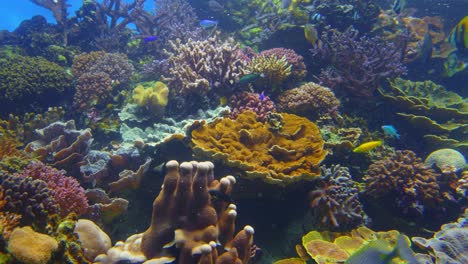 Close-up-shot-of-a-coral-reef,-an-underwater-ecosystem-characterized-by-reef-building-corals