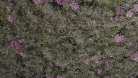 Pink-Ype---drone-image-going-up-90-degrees-down