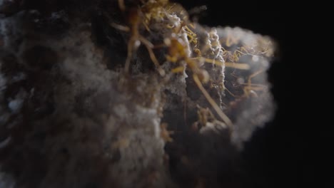 Hormigas-Cortadoras-De-Hojas-Dentro-Del-Nido,-Mirando-A-Través-De-Un-Agujero