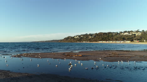 Seagulls-wading-in-shallow-pool-next-to-large-body-of-ocean-at-Mornington-beach
