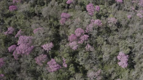 Pink-Ype-Bei-Pantanal---Drohnenbild,-Das-Sich-Vorwärts-Bewegt-Und-Wald-Zeigt