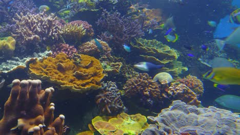 Nahaufnahme-Eines-Korallenriffs,-Eines-Unterwasser-Ökosystems,-Das-Von-Riffbildenden-Korallen-Geprägt-Ist