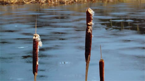 30FPS-Slow-Motion-View-of-Withered-Cattails-Pond-Winter---Handheld-Steady-Shot