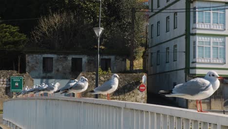 Side-view-of-various-gulls-standing-in-a-handrail-at-a-picturesque-town,-still-shot