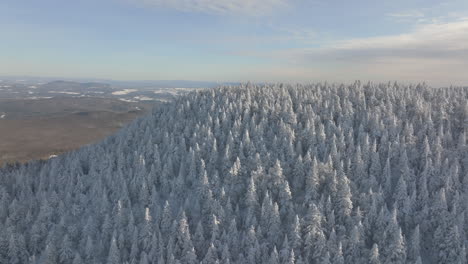 Aerial-view:-Snowy-Trees-In-A-Forest-In-Winter---aerial-shot