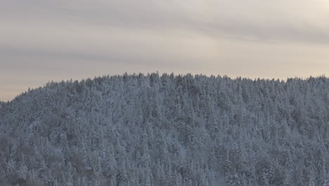Bosque-Blanco-Cubierto-De-Nieve-En-Quebec,-Canadá-En-Invierno---Toma-Aérea