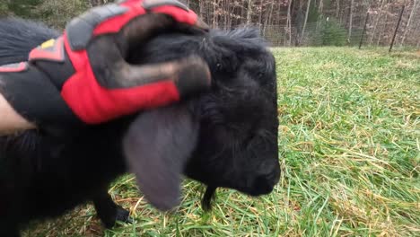 Petting-a-Nigerian-Dwarf-Goat-in-4k