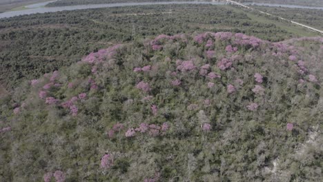 Pink-Ype-Im-Pantanal---Drohnenbild,-Das-Sich-Dem-Wald-Nähert