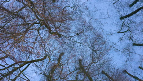 Vogelperspektive-Eines-Mannes,-Der-Im-Winter-Auf-Einer-Verschneiten-Landschaft-Spaziert---Drohnenaufnahme
