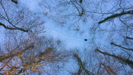 Einsamer-Mann,-Der-Auf-Einem-Winterpark-Mit-Bäumen-Und-Schneebedeckten-Fußwegen-Spazieren-Geht---Antenne-Von-Oben-Nach-Unten