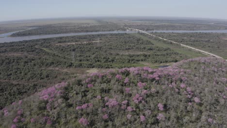 Pink-Ype-at-Pantanal---aerial-of-landscape-with-forest,-river,-road-and-color-trees