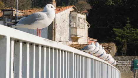 Gulls-standing-still-in-a-white-handrail-in-the-pier-of-a-beautiful-village