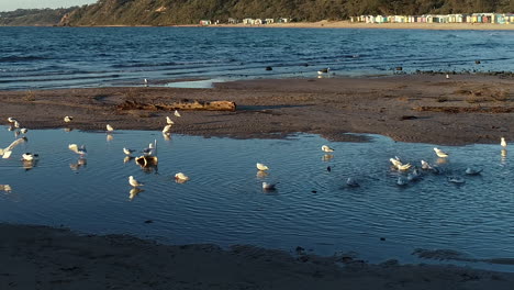 Smooth-pan-of-seagulls-paddling-and-washing-themselves-in-beach-side-water-as-one-comes-into-land