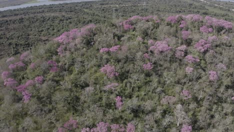 Pink-Ype-at-Pantanal---aerial-of-mountain-ranges-full-of-green-and-colorfull-trees