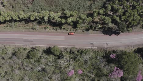 Pink-Ype-at-Pantanal,-image-from-above--drone-showing-road-and-orange-car
