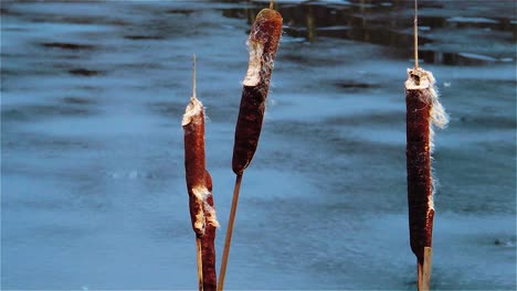 Slow-Motion-View-of-Cattails-Pond-Winter-30FPS---Handheld-Steady-Shot