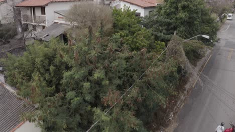 Brüllaffen-Auf-Baum-Im-Wohngebiet---Drohnenbild