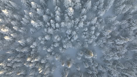 Wunderbare-Landschaft-Des-Verschneiten-Waldes-Im-Winter---Luftaufnahme
