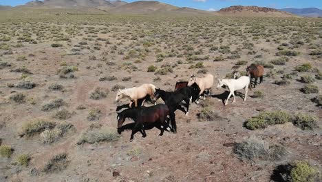 Antena-En-Cámara-Lenta-Sobre-Caballos-Pastando-En-El-Desierto-De-Nevada