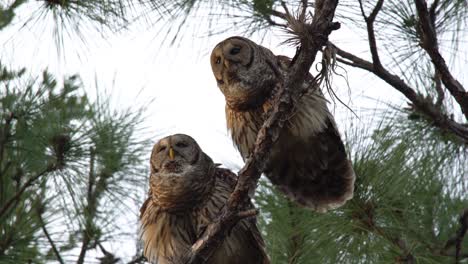 Two-Barred-Owls-Hoot-On-A-Tree-Branch
